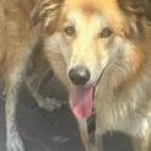 Found: Brown Male Golden Retriever Dog from Sainik Farm-2