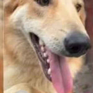 Found: Brown Male Golden Retriever Dog from Sainik Farm-3