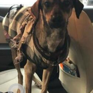 Missing: Black and Brown Male Indie Dog from Noida Sector 167-2