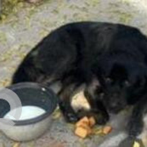 Found: Black Not Available Indie Dog from Green Park, South Delhi-3