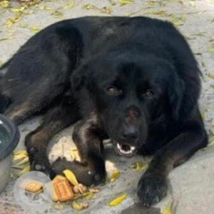 Found: Black Not Available Indie Dog from Green Park, South Delhi-2