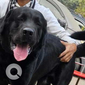 Missing: Black Male Labrador Dog from Batra Hospital, South Delhi-2