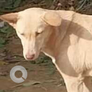 Missing: White Female Indie Dog from Sector 54 Noida