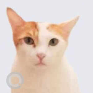 Missing: White Male Indie Cat from GK 1 C Block, Delhi