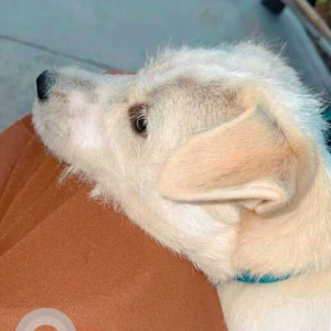 Missing: White Male Spitz Dog from Munirka, Vasant kunj, Delhi