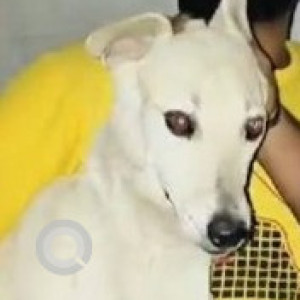 Missing: White Female Indie Dog from Happy Poaches Dog, Boarding Sector-112, Noida-2