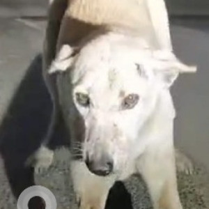 Missing: White Female Indie Dog from Happy Poaches Dog, Boarding Sector-112, Noida