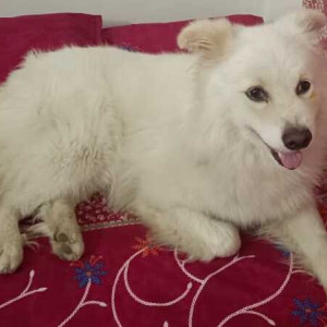 Found: White Not Available Pomeranian Dog from Atulanand Hindu Mahavidyalaya, Permanandpur, Shivpur, Varanasi