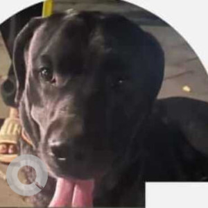 Found: Black Male Labrador Dog from Civil Lines, Court Road-2