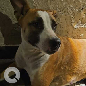 Found: Brown Female Indie Dog from A1 block paschim.vihar