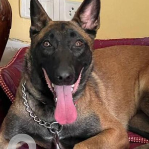 Found: Black and Brown Female German shepherd mix Dog from Modi Mill Flyover