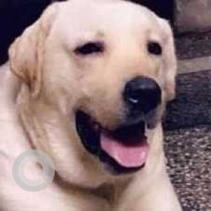 Missing: White Male Labrador Dog from Ramesh Nagar, Sharda Puri