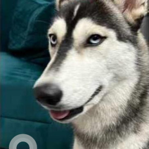 Missing: White and Grey Female Husky Dog from Sector 100, Noida