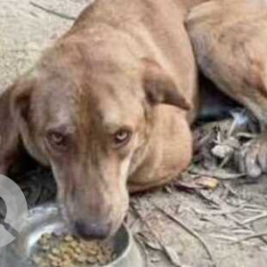 Missing: Brown Female Indie Dog from Sector 15, Gurgaon-2