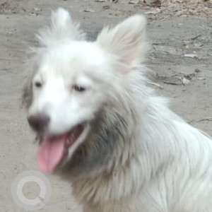 Found: White Male Pomeranian Dog from Uttam Automobiles, Sector 52, Gurgaon