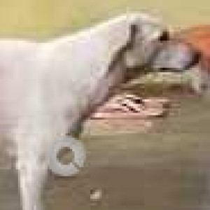 Missing: White Female Indie Dog from RK Puram