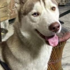 Missing: White and Grey Male Husky Dog from Devil Road Khanpur