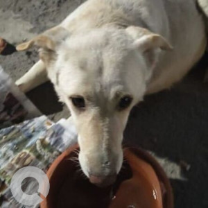 Found: White Male Indie Dog from Noida Sector 125