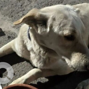 Found: White Male Indie Dog from Noida Sector 125-2