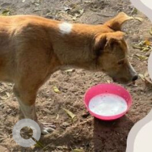 Missing: Brown Male Indie Dog from Udaant Foundation Badshahpur, Gurgaon-2