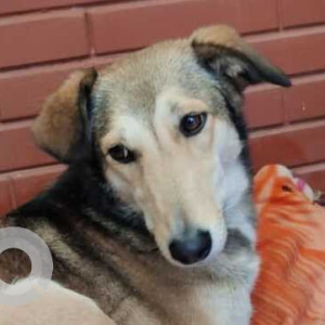 Missing: Brown Female Indie Dog from S Block GK2, South Delhi-2