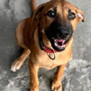 Missing: Brown Female Indie Dog from Vanga Vanga Supermarket