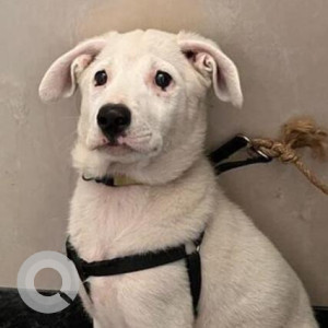 Found: White Male Labrador Dog from Punjabi Bagh
