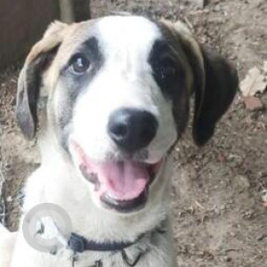 Found: White-Brown Mix Female Indie Dog from Tikona Park, Khirki Extension, Malviya Nagar