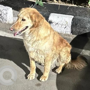 Found: Brown Not Available Golden Retriever Dog from Sector 18, Genpact, Gurgoan