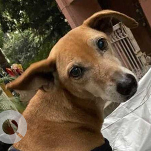 Missing: Brown Female Indie Dog from B block Dayanand Colony (mandir wala park)