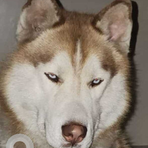 Missing: White-Brown Mix Male Husky Dog from Kalka Garhi, Ghaziabad, Uttar Pradesh