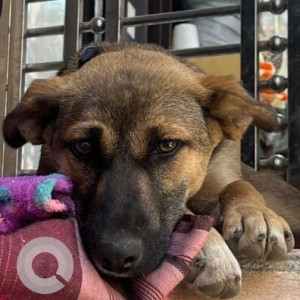 Missing: Black and Brown Female Indie Dog from Hari Nagar