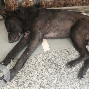 Found: Black Male Indie Dog from Hari nagar A block-2