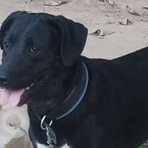 Missing: Black and White Female Labrador Dog from Dwarka sector 14 metro station-3