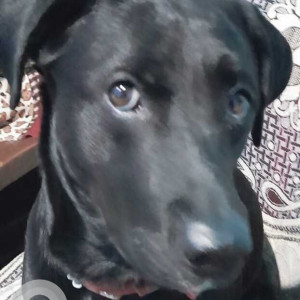 Missing: Black and White Female Labrador Dog from Dwarka sector 14 metro station-2