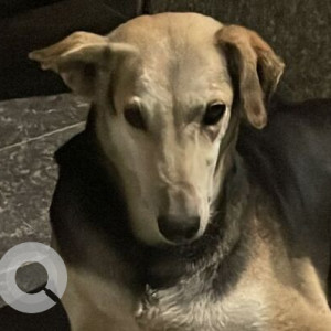 Found: Black and Brown Male Indie Dog from Greater Kailash II, New Delhi