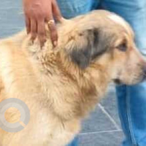 Missing: Golden Male Golden Retriever cross Dog from Seema hall prlad nagar, Ahemdabad