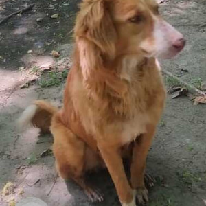 Found: Brown Male Indie Dog from Smriti Vatika, North West Moti Bagh, New Delhi