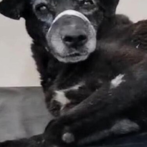 Missing: Black Male Indie Dog from Sector 112, Noida