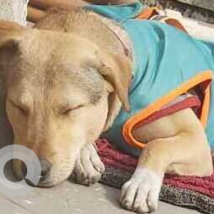 Missing: Brown Male Indie Dog from Police colony, AU block pitampura