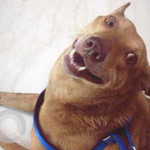 Missing: Brown Male Indie Dog from Vasant vihar