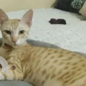 Missing: Golden Female Indie Cat from Arun Bihar, Sector 37, Noida