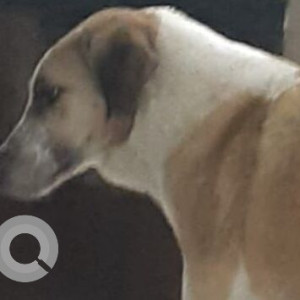 Missing: White-Brown Mix Male Indie Dog from Noida Sector -19 A block