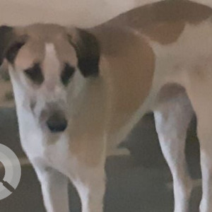 Missing: White-Brown Mix Male Indie Dog from Noida Sector -19 A block-2