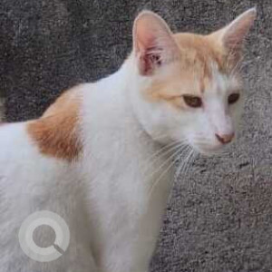 Missing: White-Brown Mix Male Indie Cat from Nowagaon, Guwahati-2