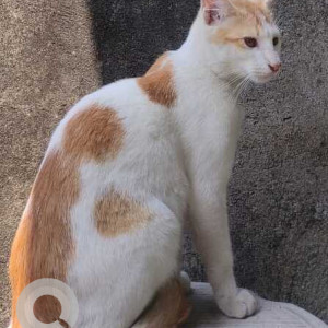 Missing: White-Brown Mix Male Indie Cat from Nowagaon, Guwahati-3