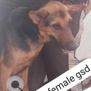 Found: Black and Brown Female German shepherd Dog from DDA flats, Kalka ji