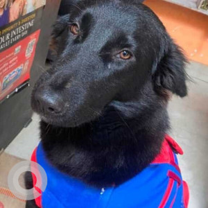 Missing: Black Male Indie Dog from Babulal chowk munirka