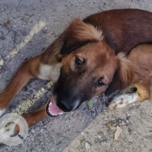 Missing: Brown Female Indie Dog from Akashneem Marg DLF phase 2