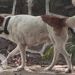 Found: White-Brown Mix Male Indie Dog from B-5&6, Gate no.1 in Vasant Kunj-2